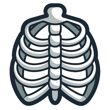 rib cliparts