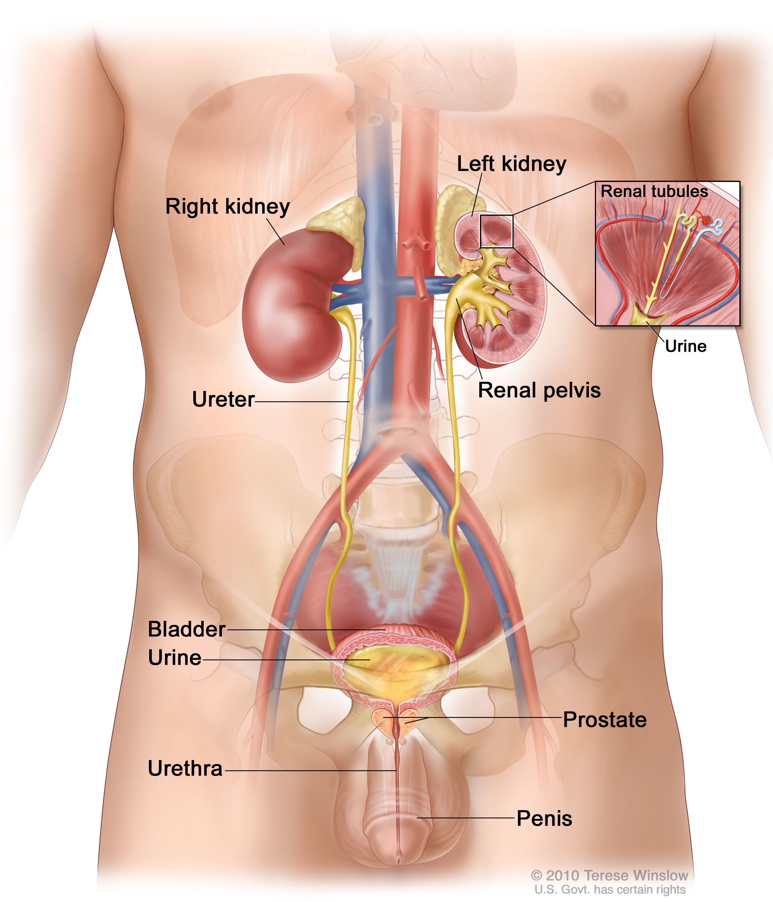 Definition of kidney - NCI Dictionary of Cancer Terms - NCI