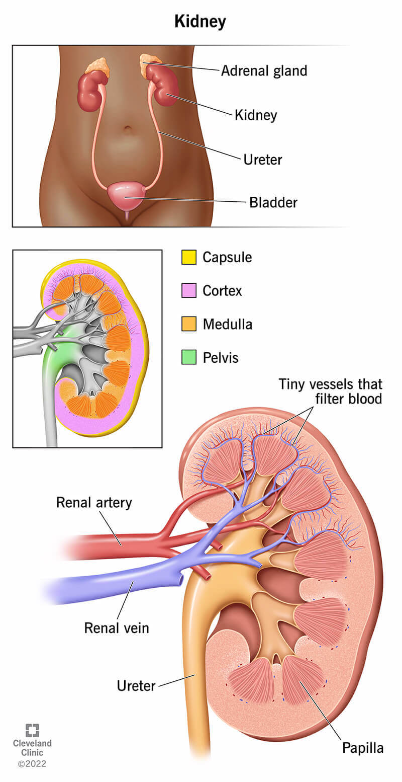 Kidneys: Location, Anatomy, Function &amp; Health