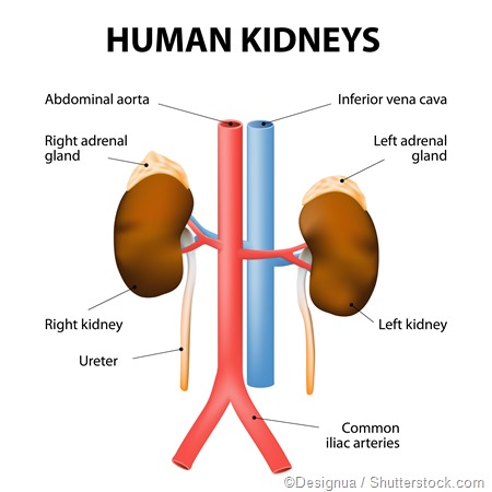 Where are the Kidneys and Liver Located?