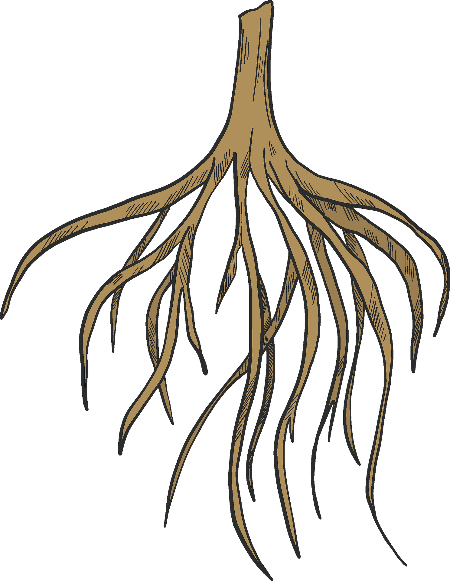 root cliparts