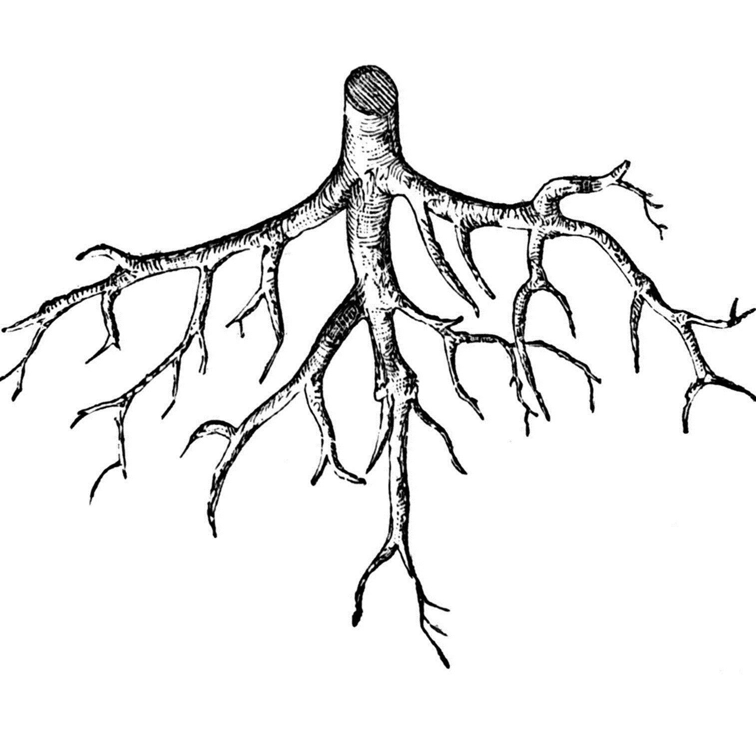roots