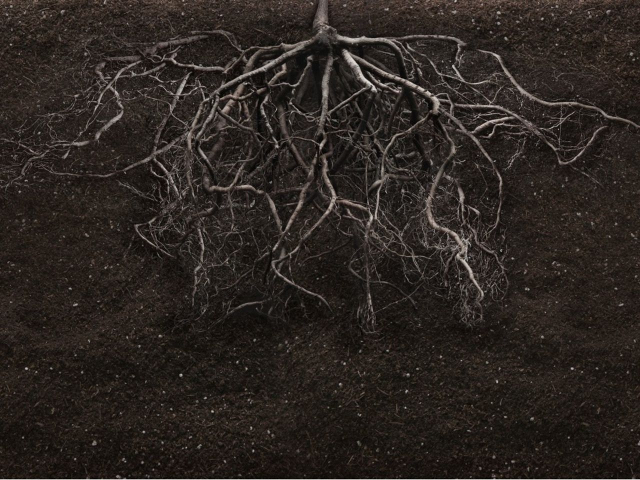 roots