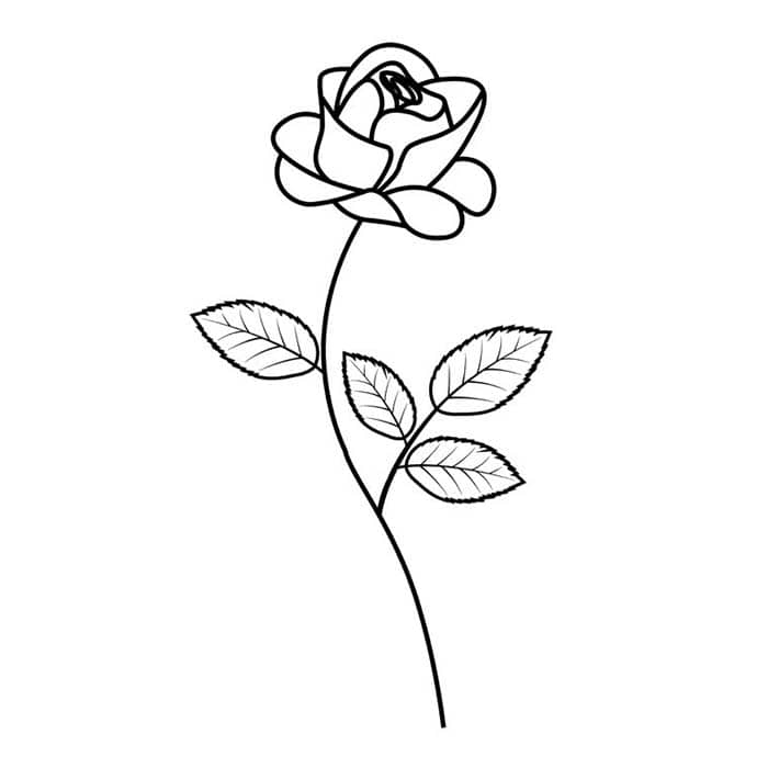 rose black and white drawing
