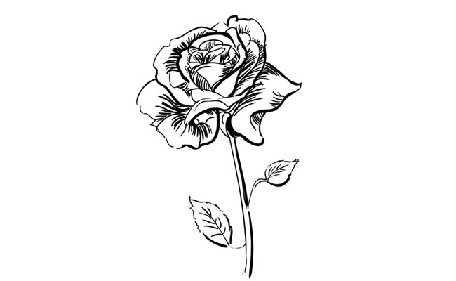 How to Draw a Realistic Rose | SketchBookNation.com