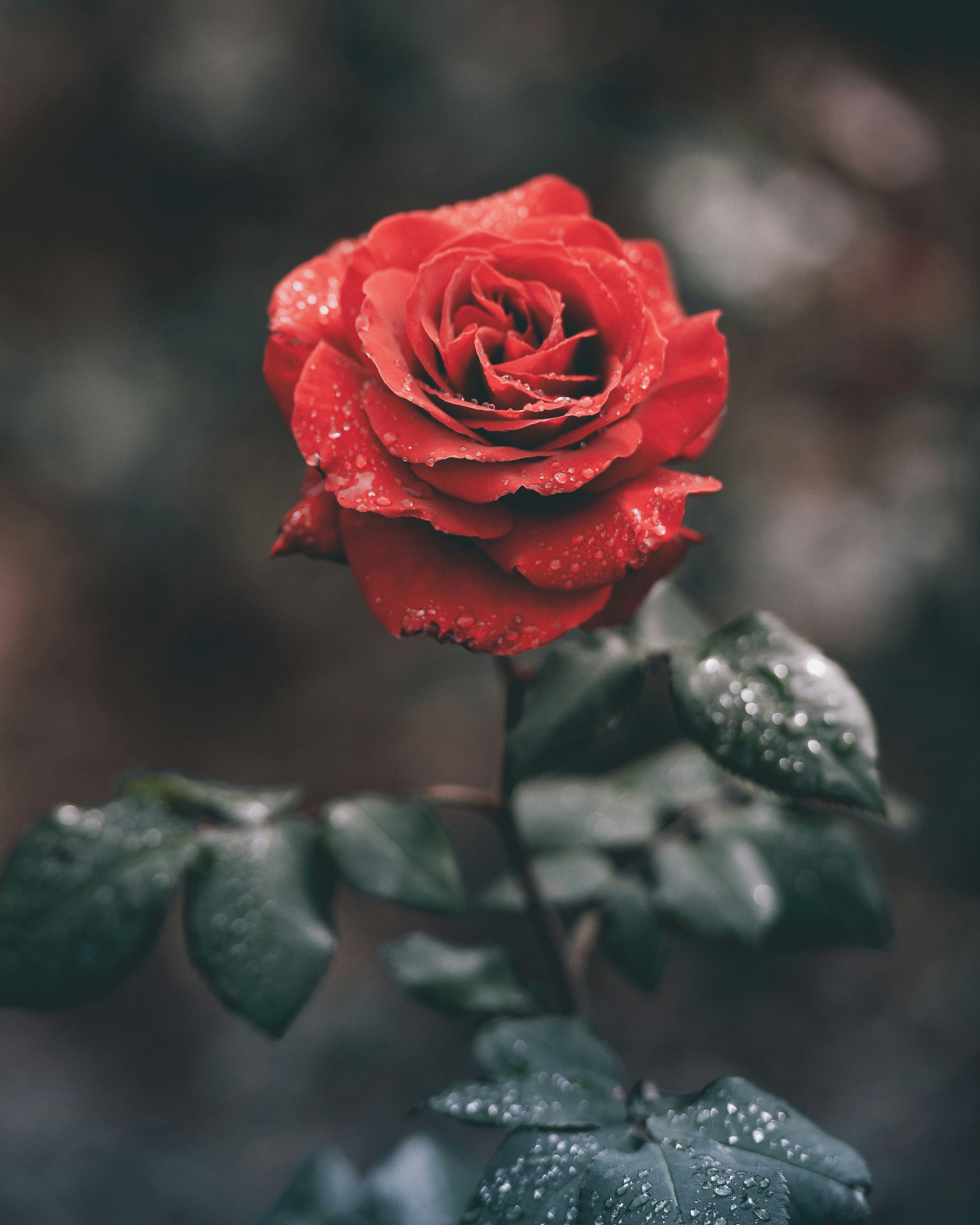 rose images