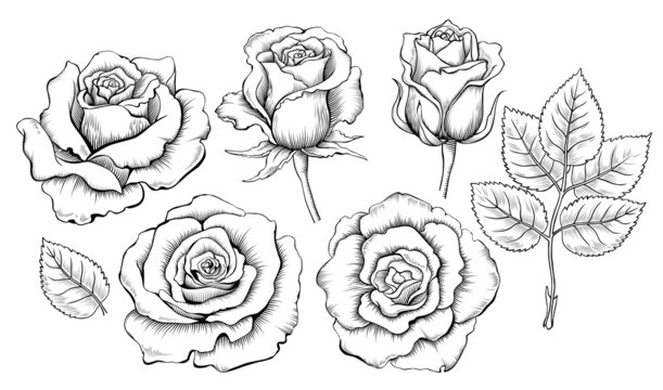 Hand drawing set of roses. Engraving elements of rose flowers ...