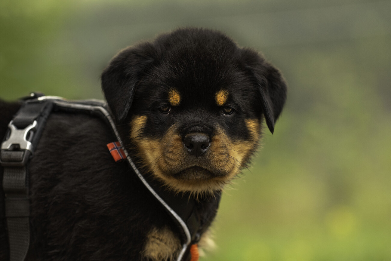 rottweiler puppy