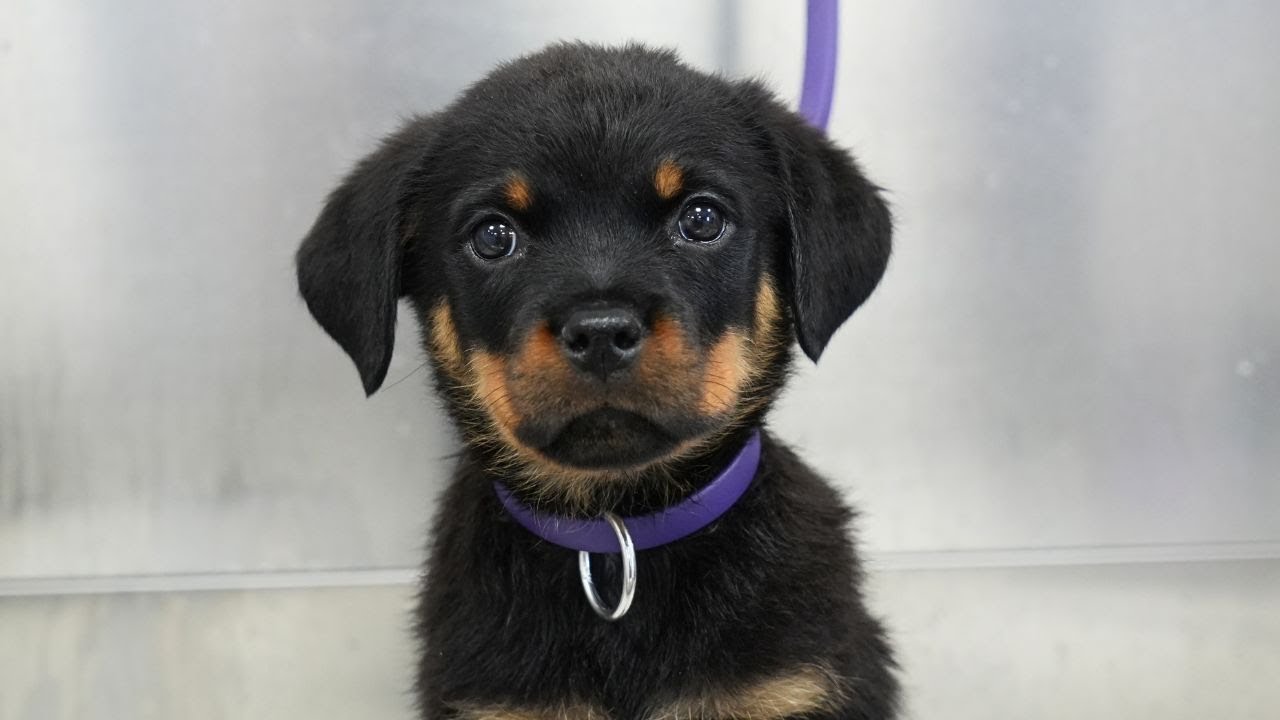 rottweiler puppy