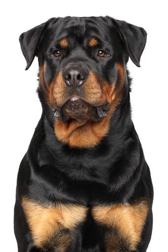 Rottweiler | Hunderassen