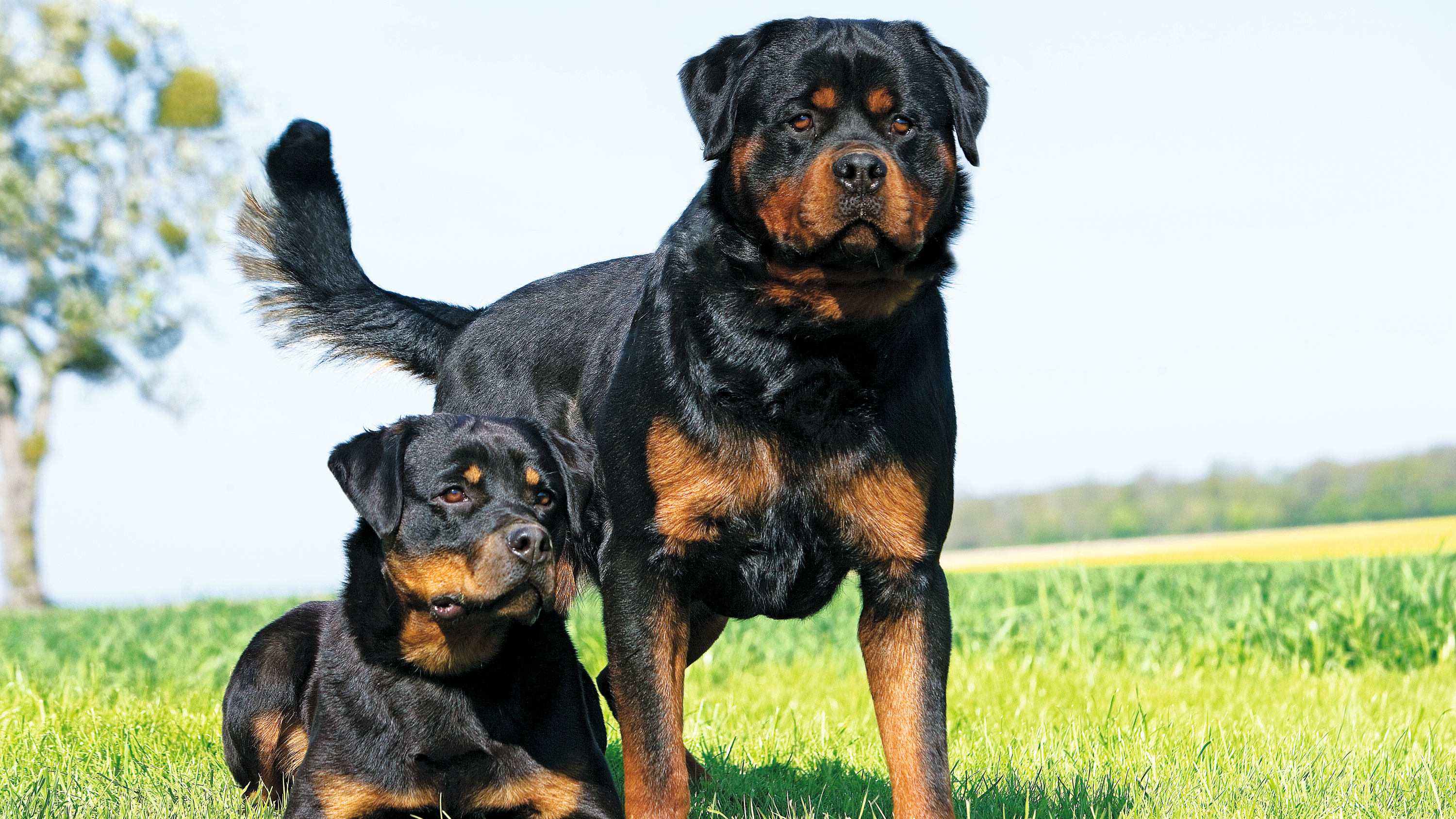 Rottweiler | Royal Canin DE