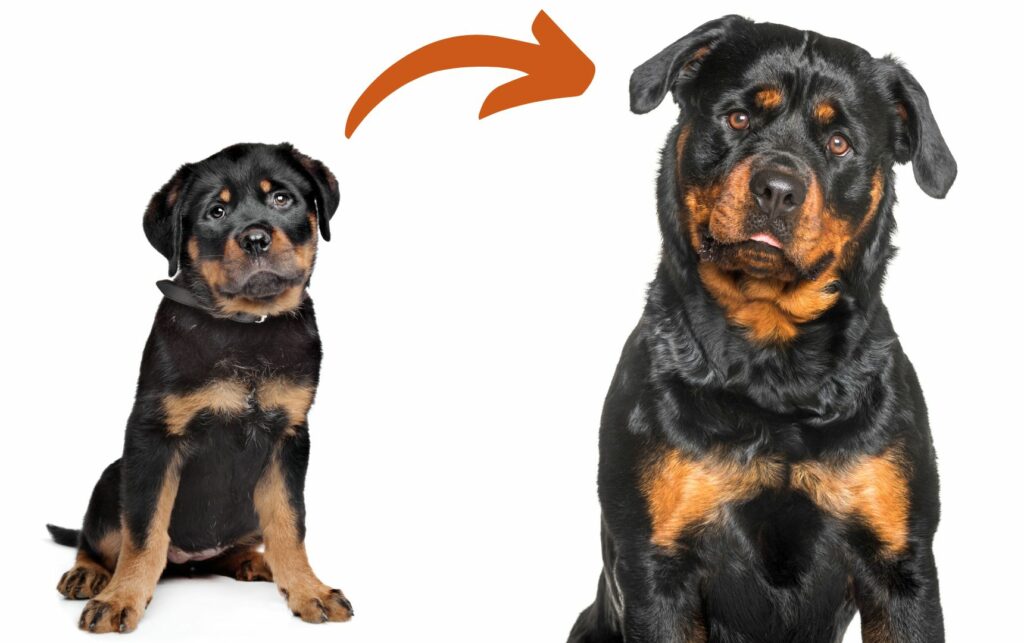 Big rottweiler hot sale