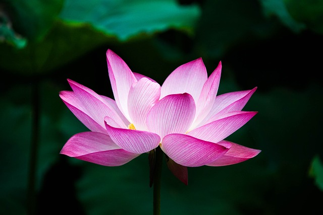 royalty free flower images