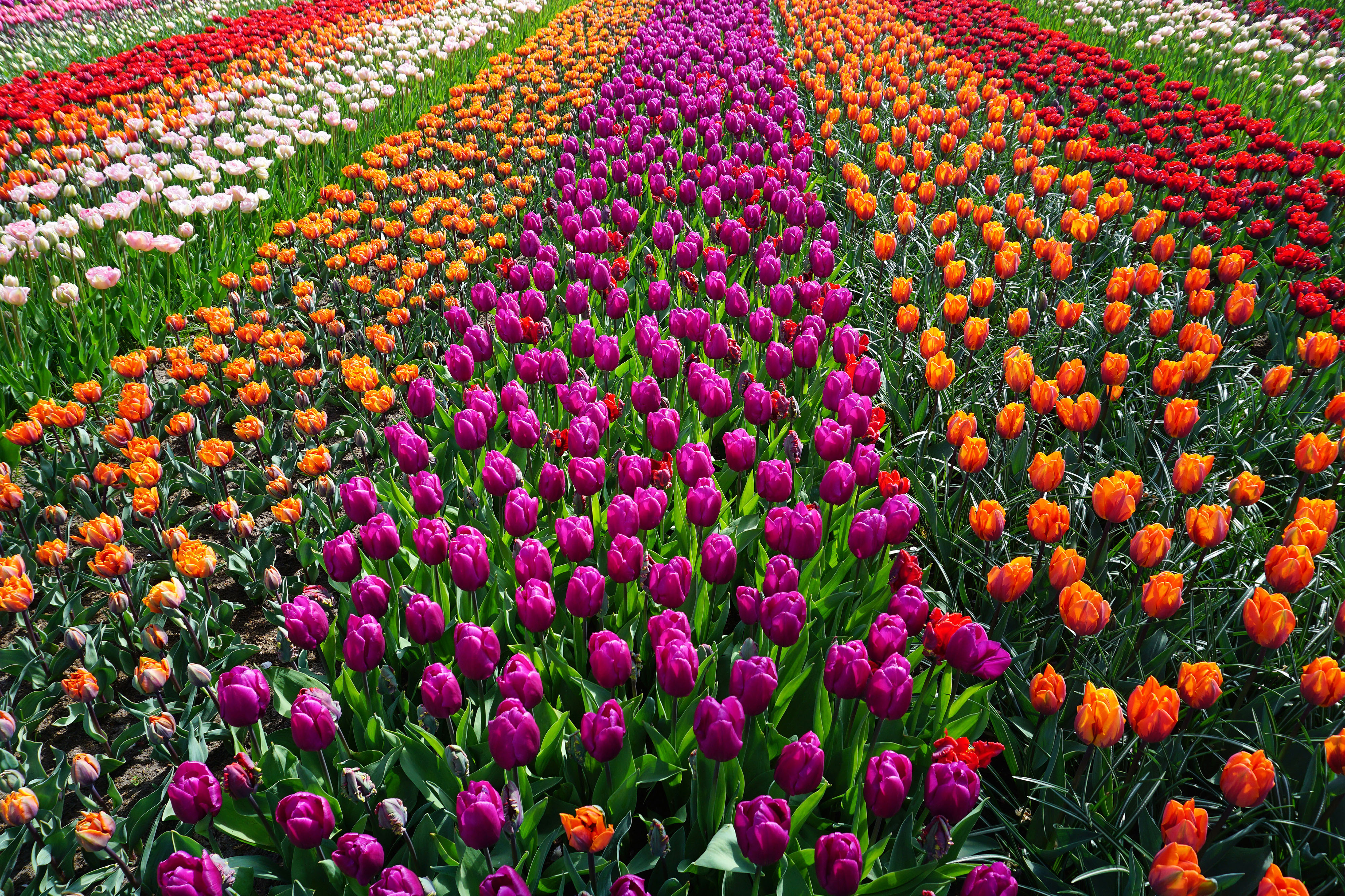 royalty free flower images