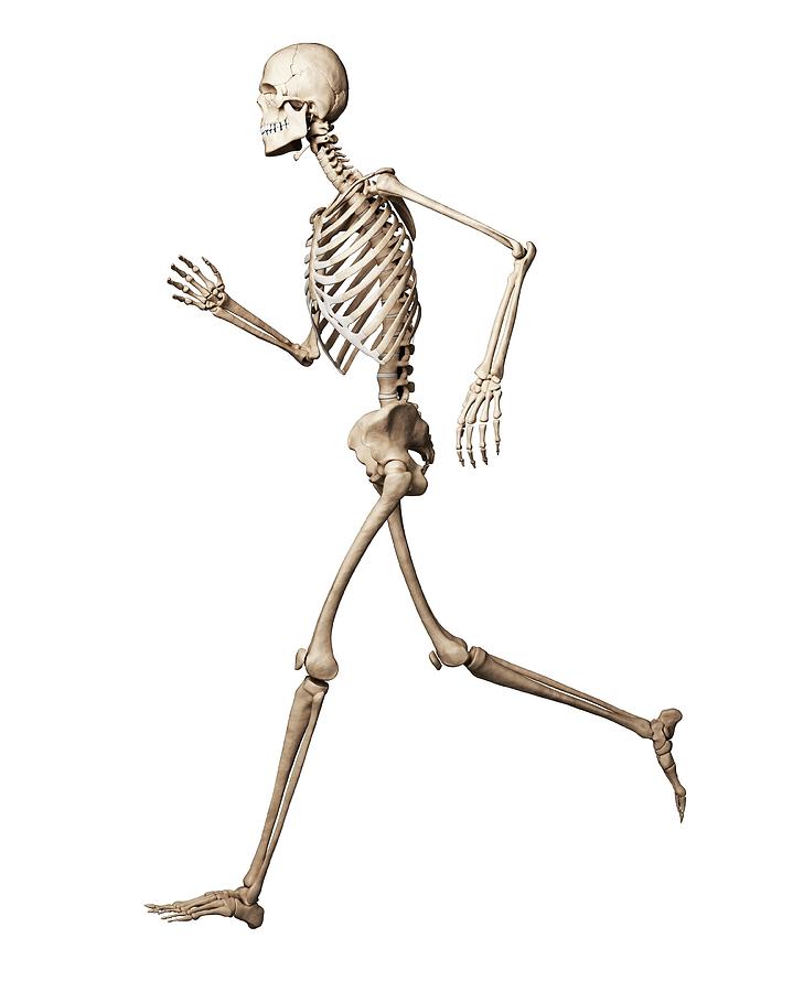 Running Skeleton #43 by Science Photo Library