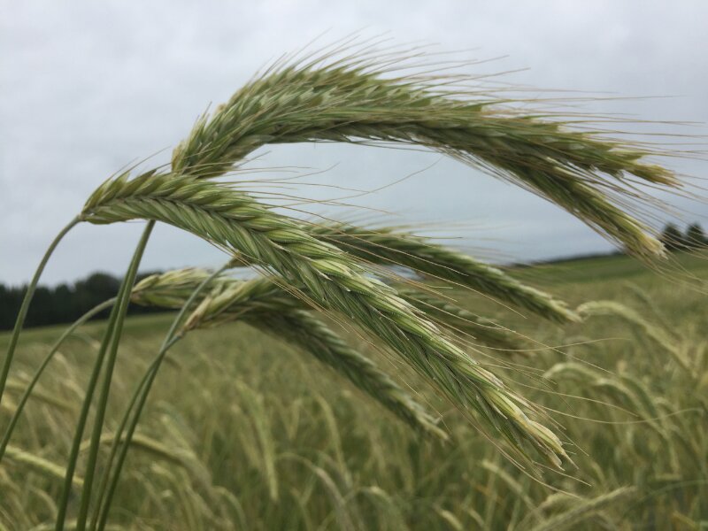 Ryes to the occasion: Exploring how winter rye varieties can suit ...