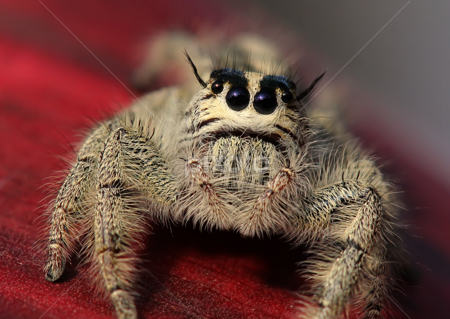 sad spider | Insects &amp; Spiders | Animals | Pixoto
