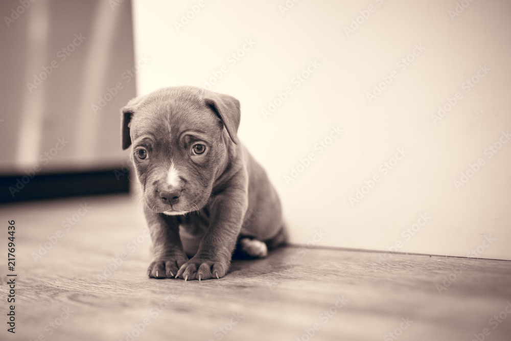 Poster, Wandbilder Cute Sad Eyes Young Brown Puppy Dog, 40x26.7 cm