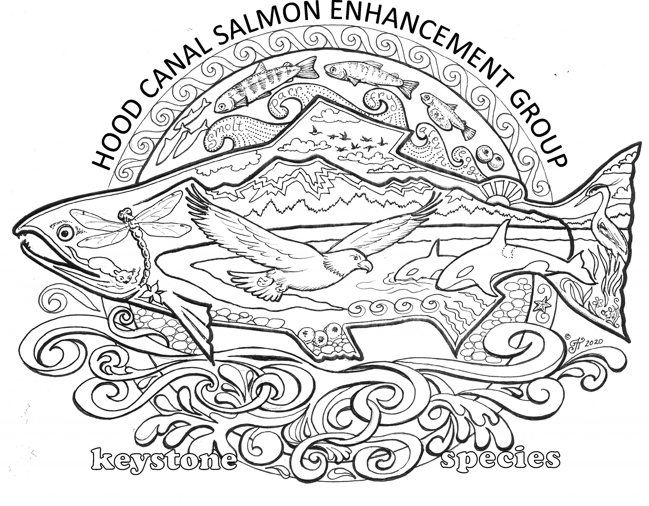 Salmon Keystone Species Coloring Pages - HCSEG