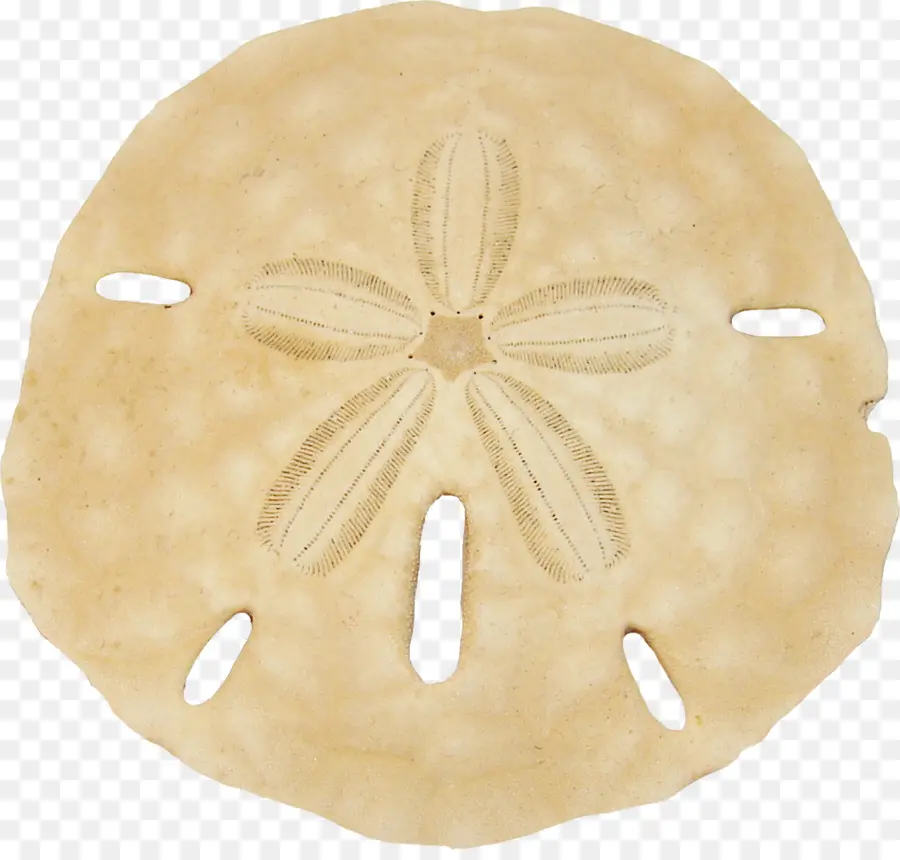 sand dollar cliparts