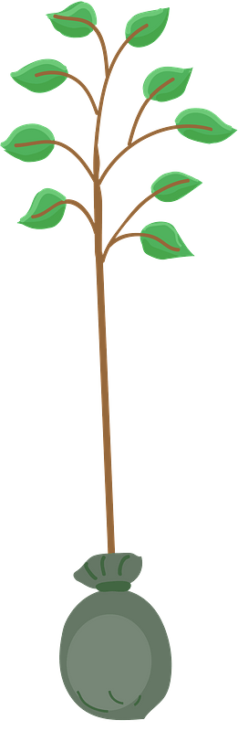 Tree seedling - Free vector clipart images on clipart library.com