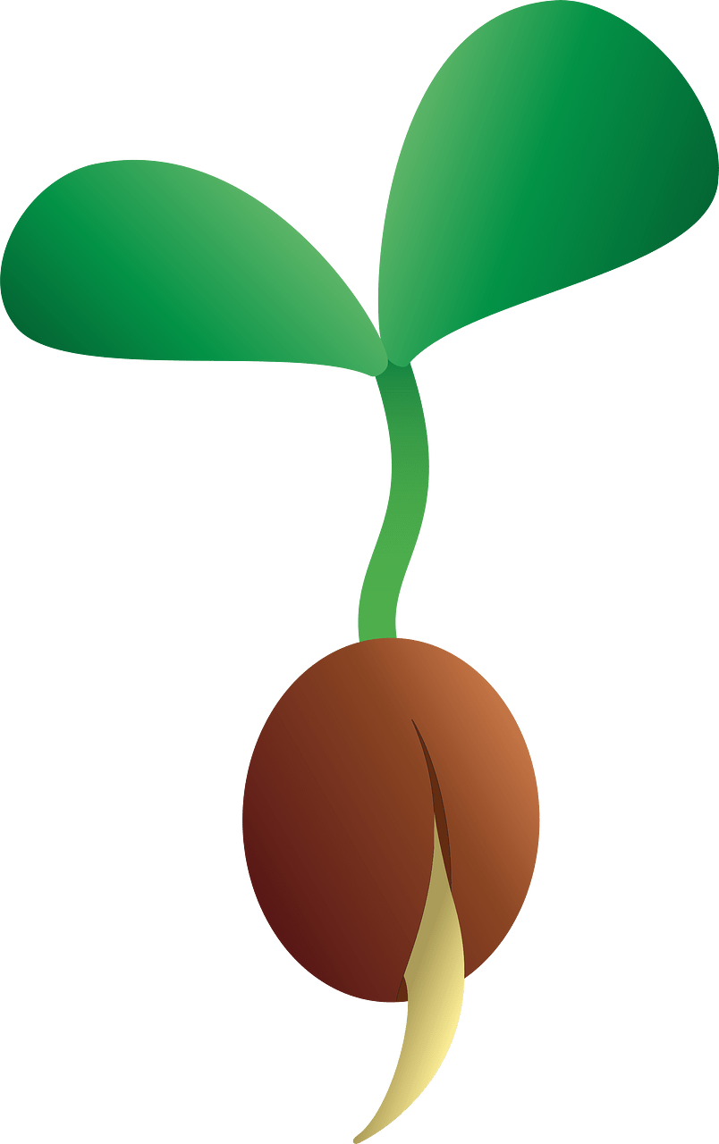 Seedling - Free vector clipart images on clipart library.com