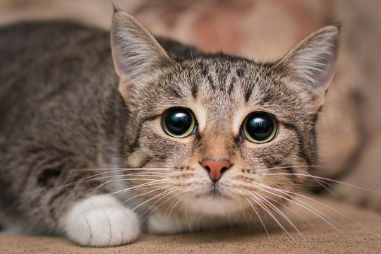 Scared Cats-Bilder: Stock-Fotos &amp; -Videos. | Adobe Stock
