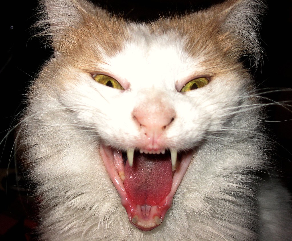 Scary Cat Yawn!! | This is our cat Obby yawning. No one beli… | Flickr