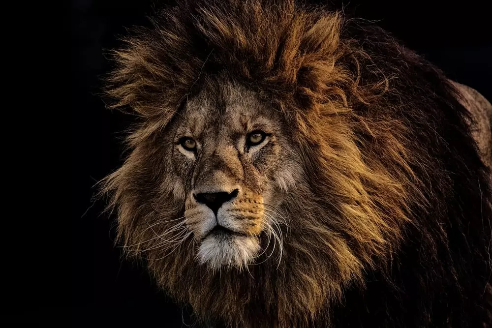 Scary Facts about Lions - Secret Africa