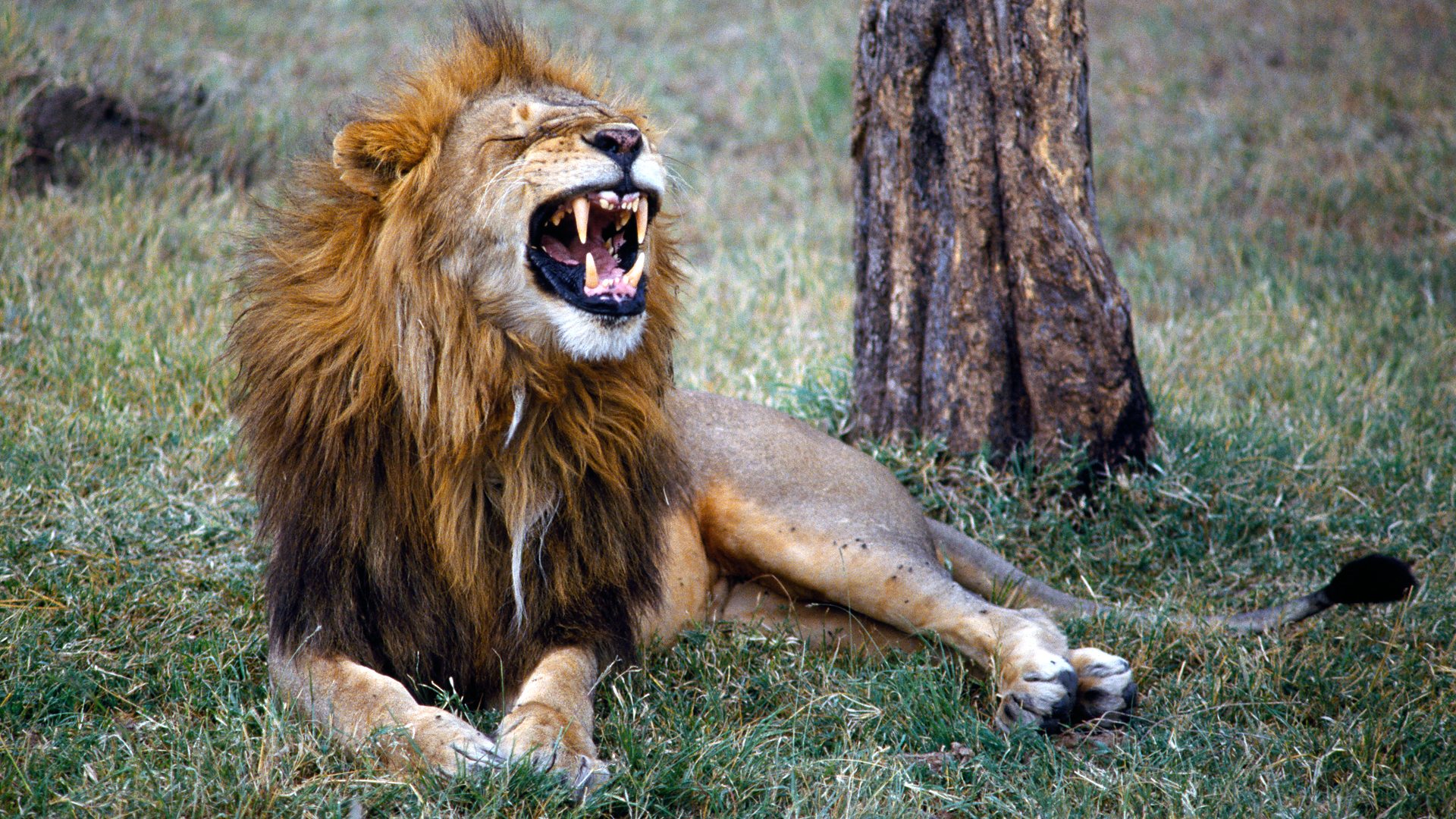 BBC Radio 4 - Natural Histories, Lions - 11 fearsome facts about lions