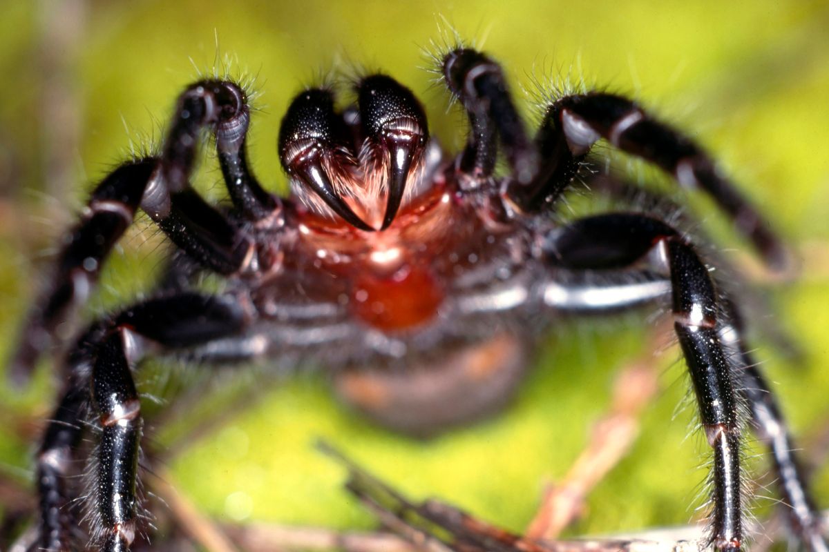 Scariest spiders: 8 arachnids that may give some people the creeps ...