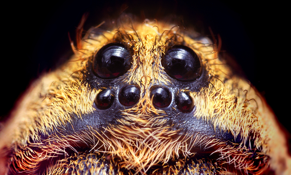 Creepy Spiders - California Academy of Sciences