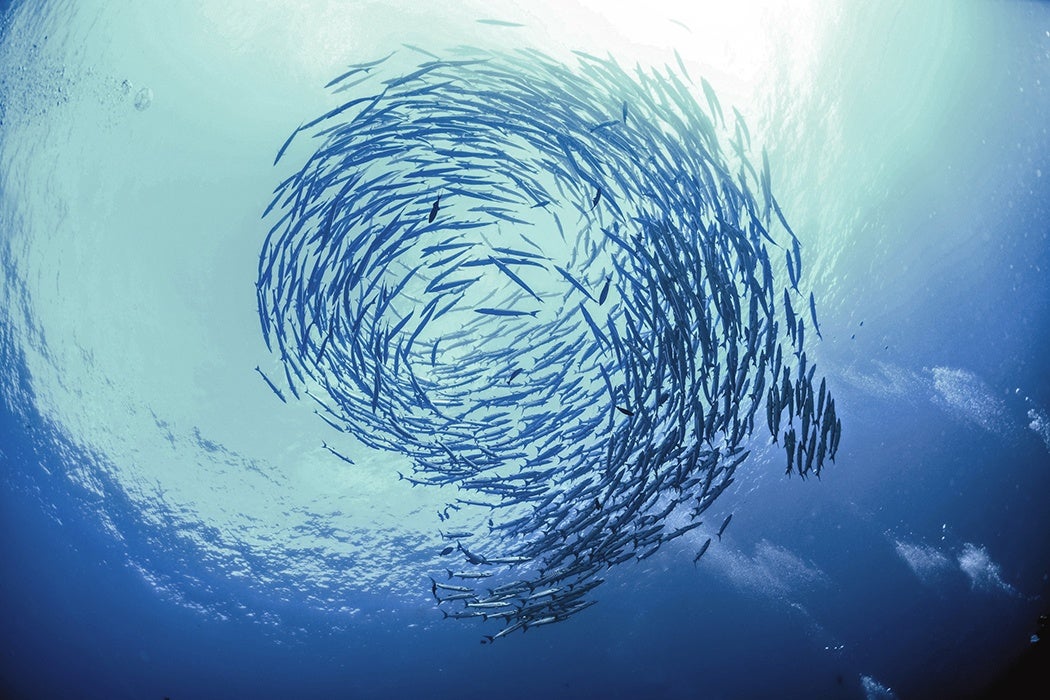 school of fish
