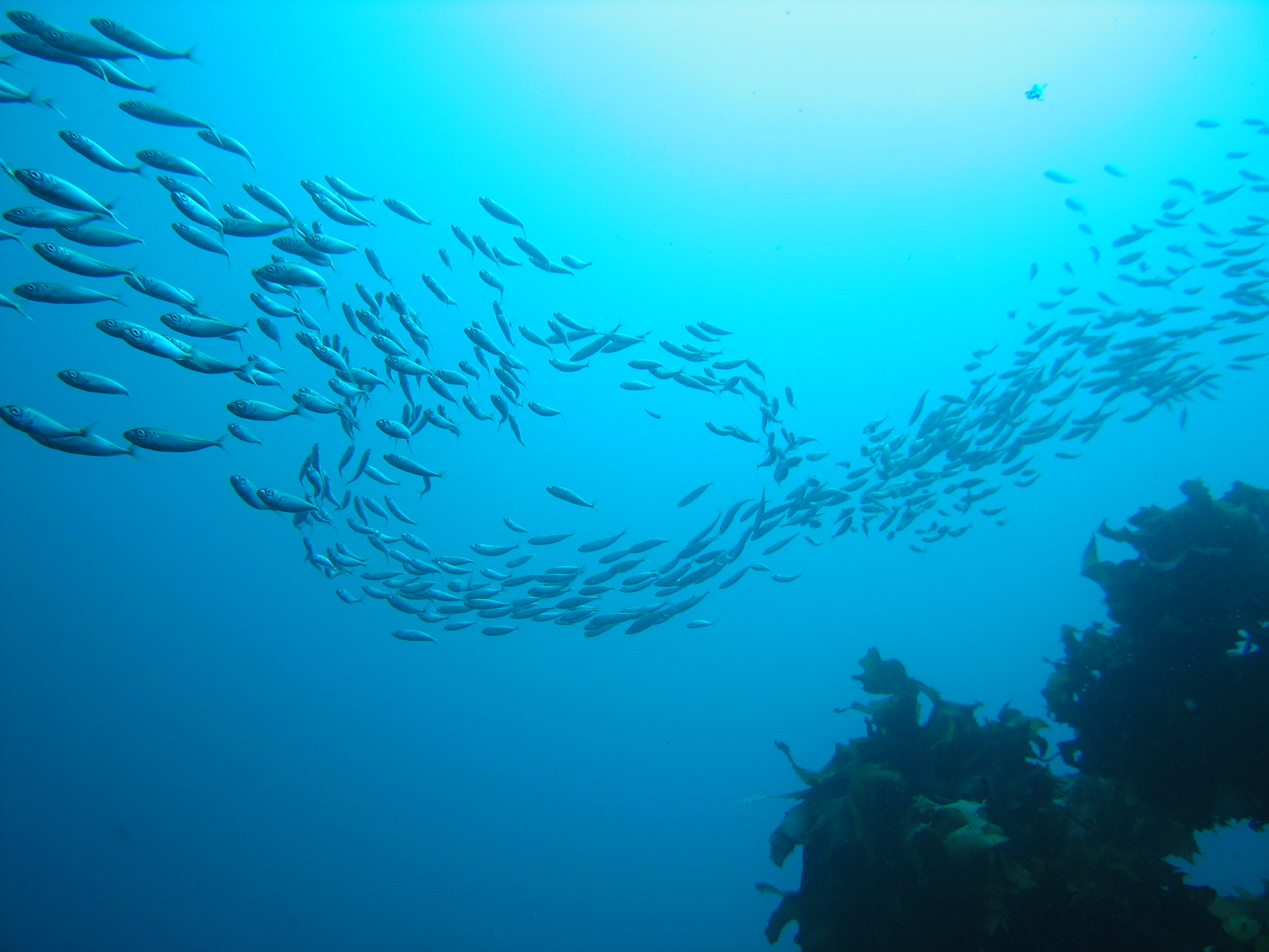 school of fish