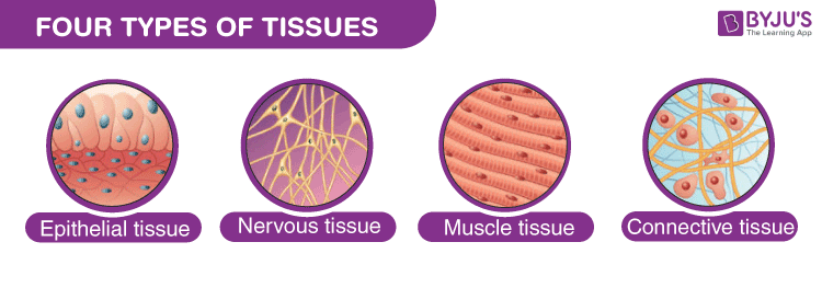 science tissues cliparts
