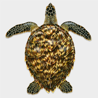 scientific illustrattion of image of a sea turtle