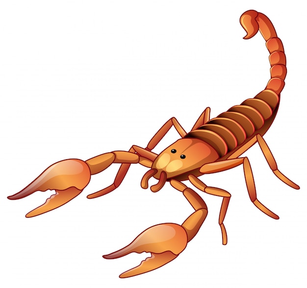 Scorpio Clipart Images - Free Download on clipart library