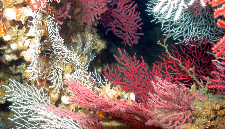 Deep-sea Corals | Smithsonian Ocean