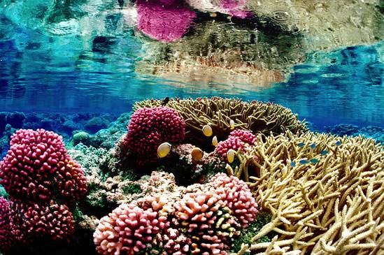 sea corals