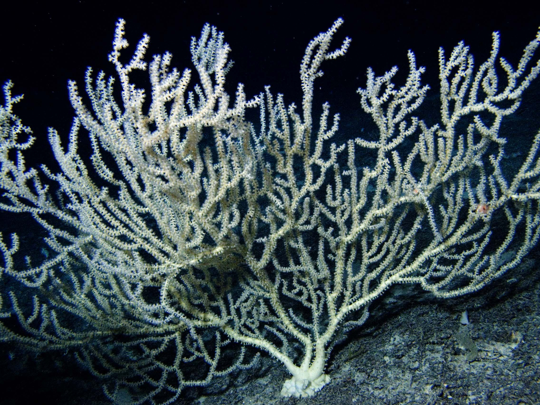 Southeast Deep Coral Initiative: Exploring Deep-Sea Coral ...
