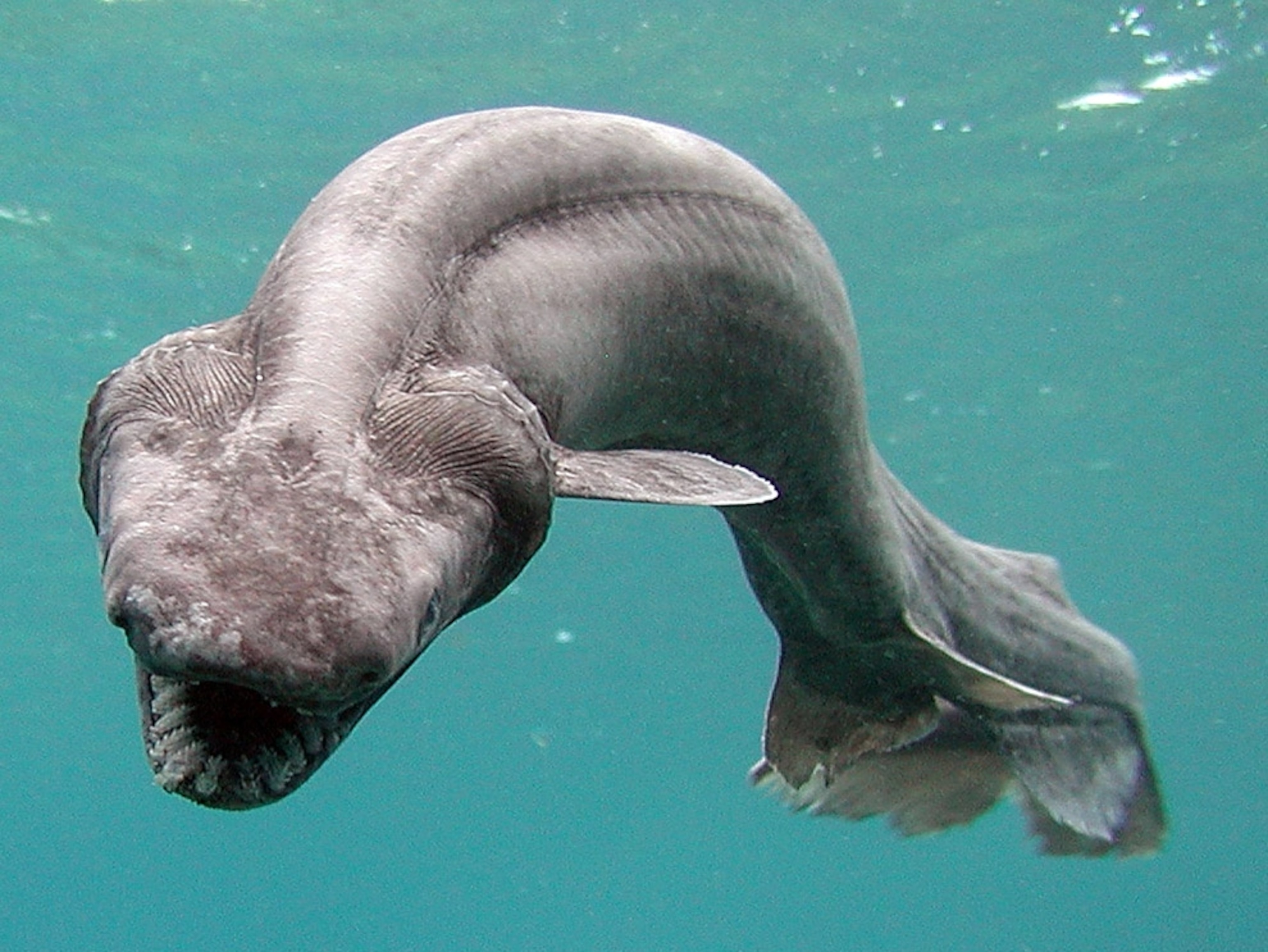sea creatures