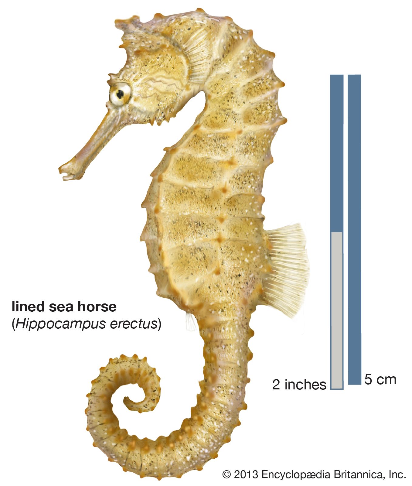 Seahorse | Description, Reproduction, Habitat, &amp; Facts | Britannica