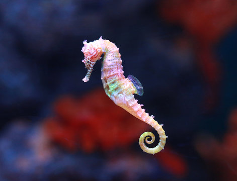 sea horse images