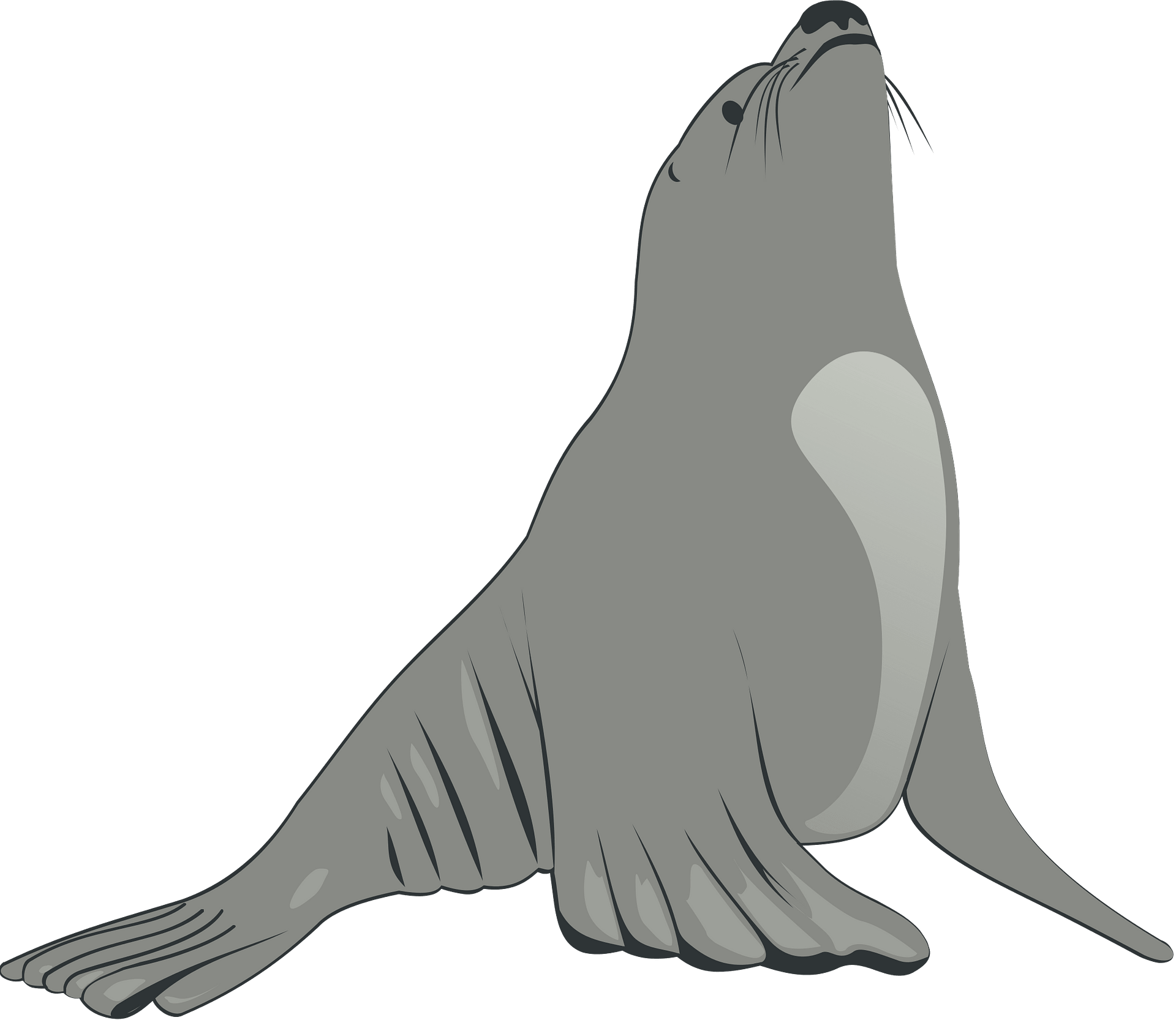 sea lion clipart