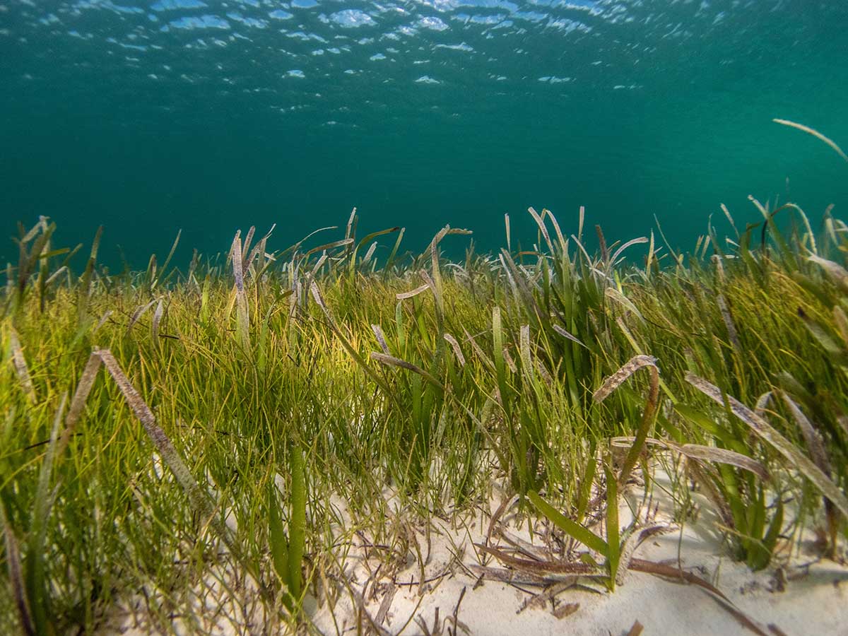 Marine Gardens: Types of Plants Found in the Ocean - Scuba.com
