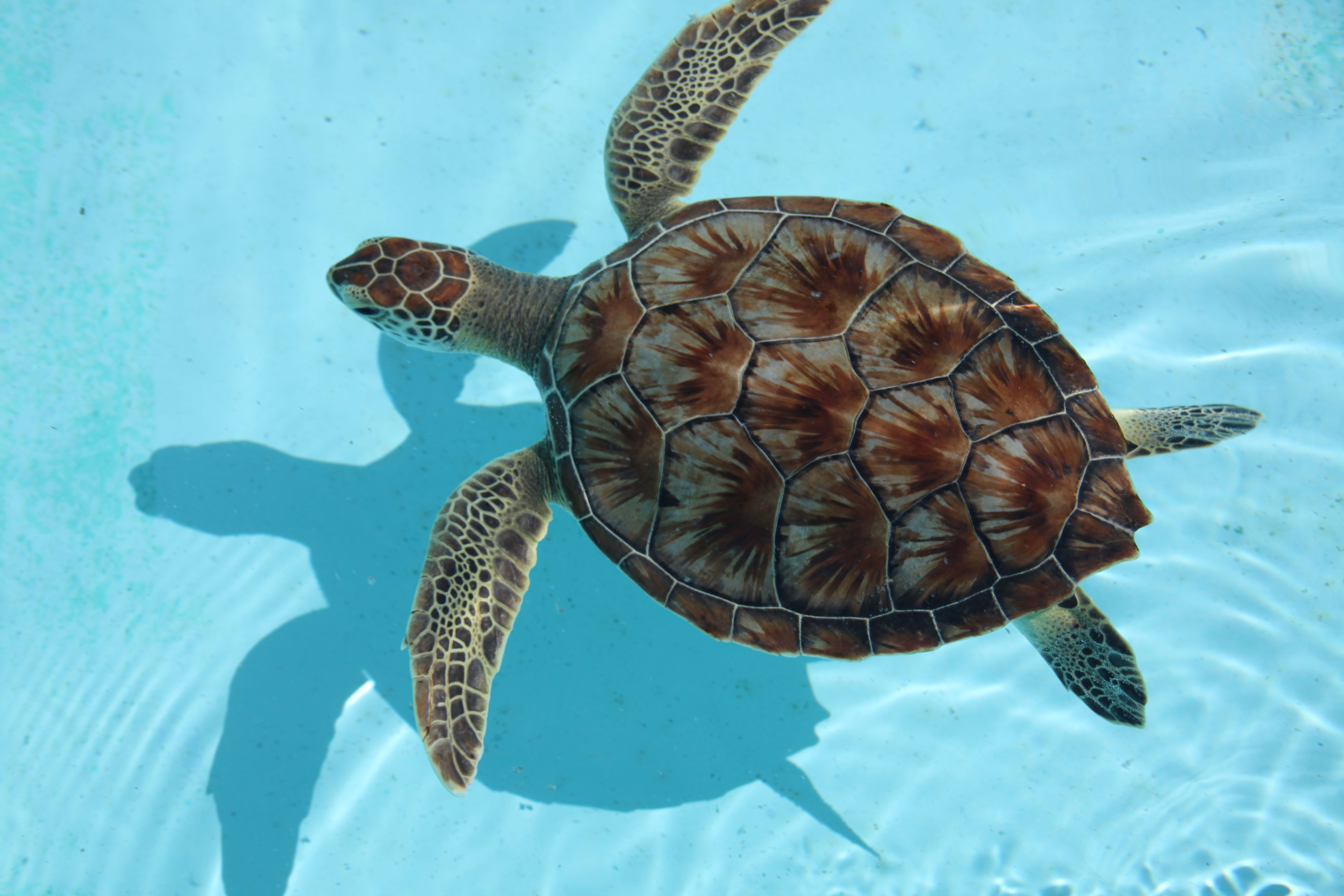 Sea Turtles - New Georgia Encyclopedia