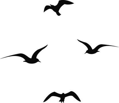 Set of black flying seagull silhouettes on white background. Stock ...