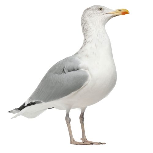Understanding seagulls &amp; their behaviour | Gull Facts &amp; Info
