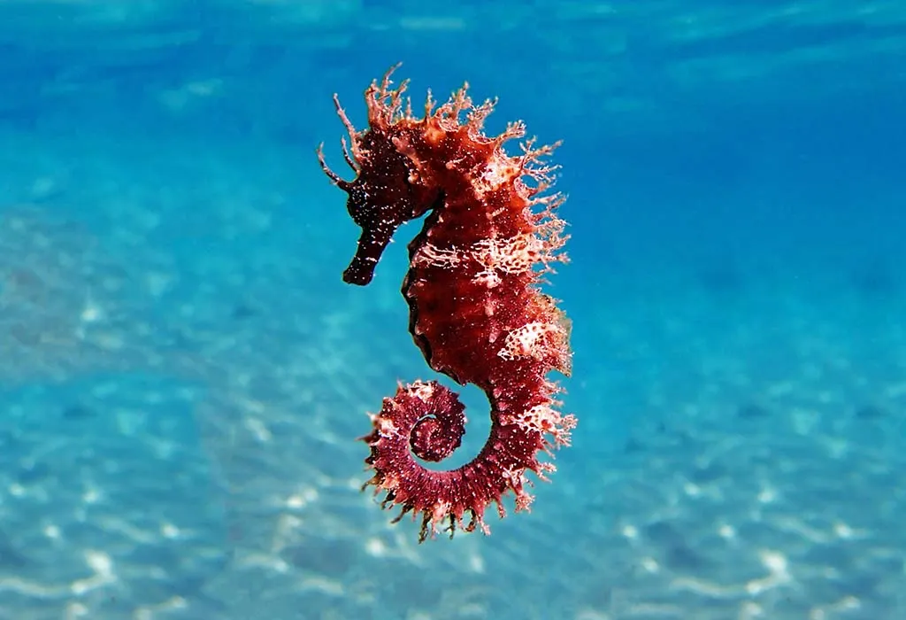 seahorse pictures for kids