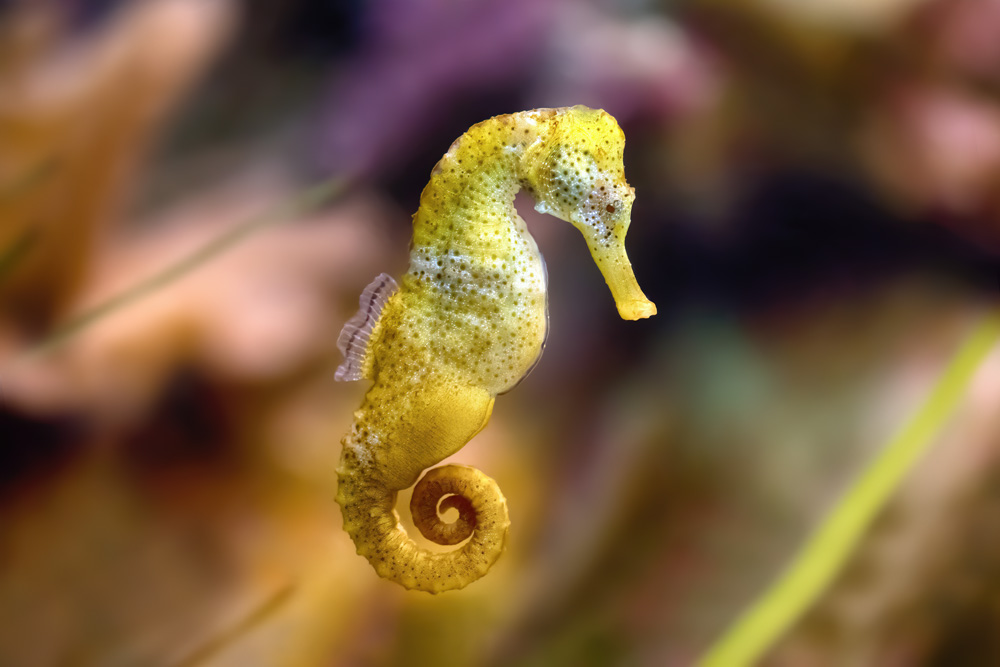 seahorse pictures for kids